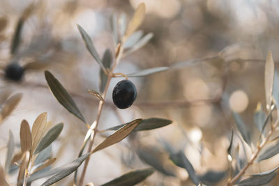 Close-up of fruit growing on plant