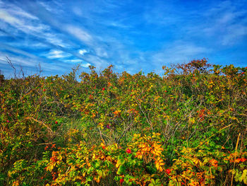 Scenic view of flowering plants on field against sky