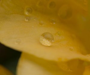 Macro shot of yellow flower