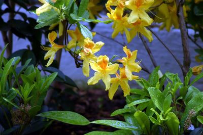 Close-up of yellow flowers blooming outdoors