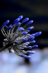 Close-up of purple blue flower