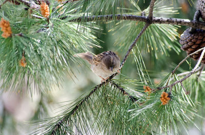 Close-up of peacock perching on pine tree