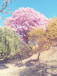 Flowers growing on tree