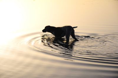 High angle view of dog standing in lake during sunrise 