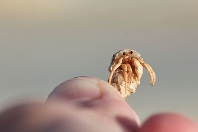 Close-up of hand holding crab