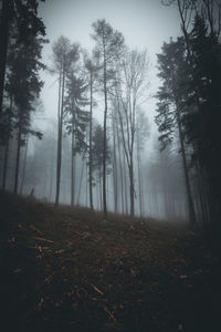 Trees in forest against sky
