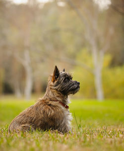 Puppy sitting on field