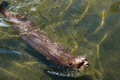 High angle view of sea lion swimming in sea