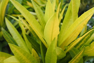 Detail shot of leaves