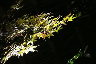 Close-up of fresh green plants at night