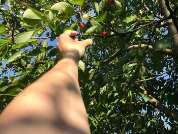 Cropped image of hand holding apple against tree