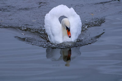 Swan swimming in lake