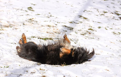 High angle view of dog lying on land