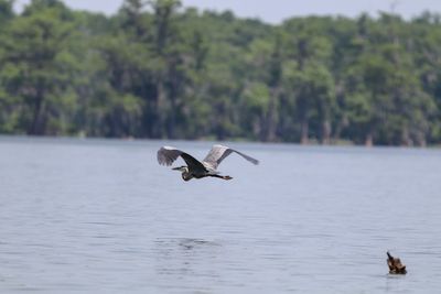 Bird flying over lake