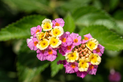 Close-up of pink flowering plant