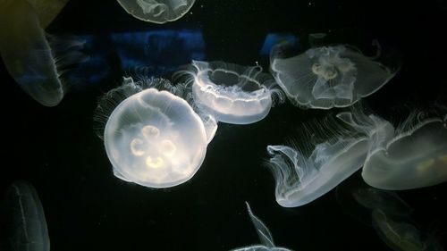 Close-up of flower in water