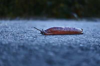 Close-up of snail