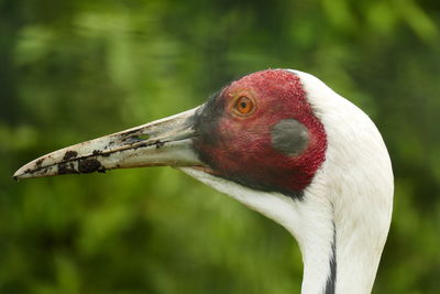 Close-up of a bird against blurred background