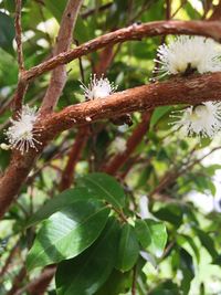 Close-up of tree branch