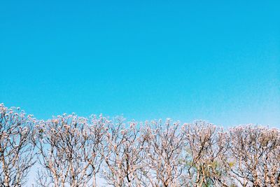 Low angle view of trees against clear blue sky