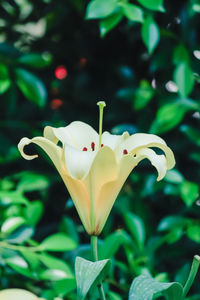 Close-up of day lily blooming outdoors