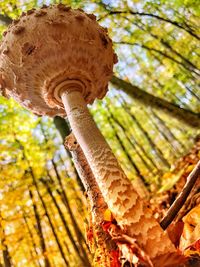 Close-up of mushrooms growing on tree trunk