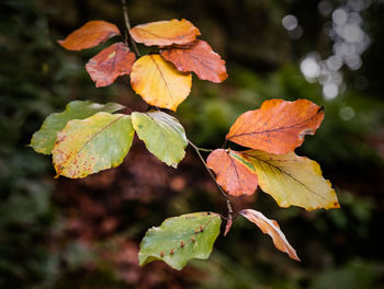 Close-up of autumnal leaves