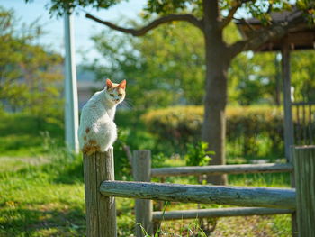 Cat sitting on fence