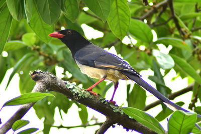 Low angle view of bird perching on branch