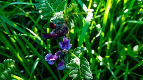 Close-up of purple flowers blooming outdoors