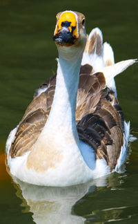 Close-up of duck swimming in lake