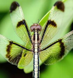 Close-up of dragonfly on leaf