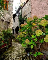 View of narrow alley amidst houses in town