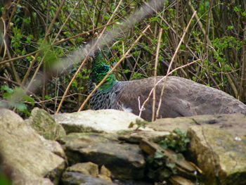 Lizard on grass in forest