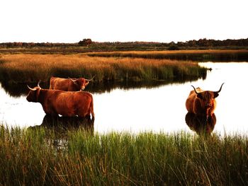 View of cow on field against sky