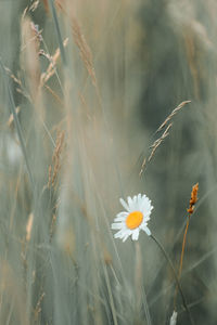 Shallow depth of field dop shot of wild flower in field