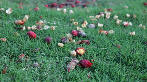 Close-up of flowering plants on field