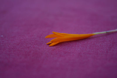 Close-up of yellow flower