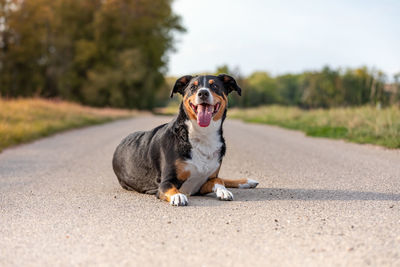 Portrait of dog sitting on road