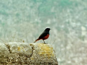 Bird perching on rock