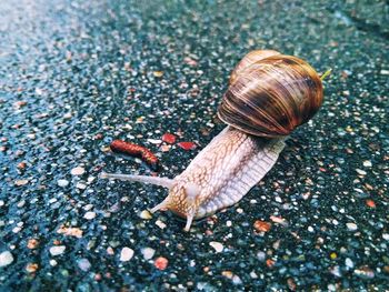 Close-up of snail