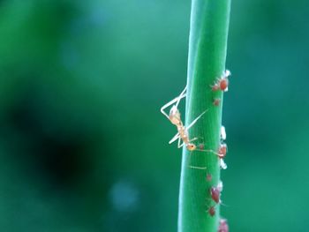 Close-up of insect on plant