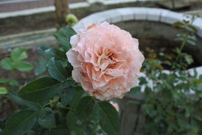 Close-up of pink rose