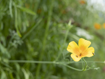 Close-up of yellow flowering plant