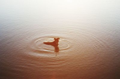 High angle view of person swimming in sea