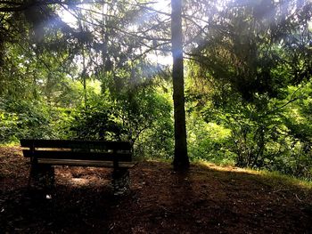 Trees in forest