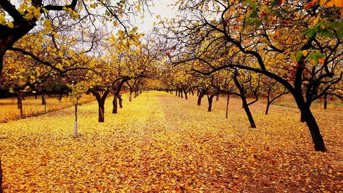 Trees in park during autumn