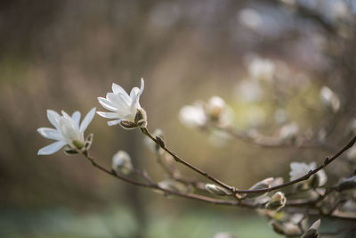 Close-up of flowers on branch