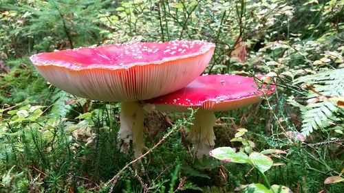 Close-up of mushroom growing on tree trunk