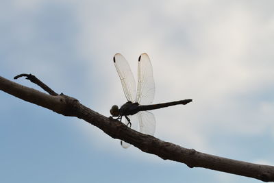 Low angle view of bird perching on branch against sky